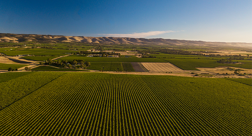 Shingleback vineyard